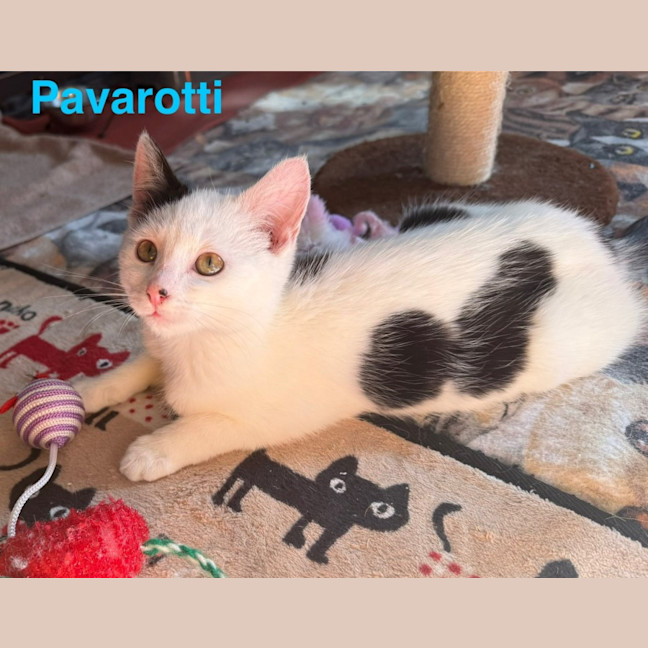 Photo of Pavarotti ** 2nd Chance Cat Rescue**