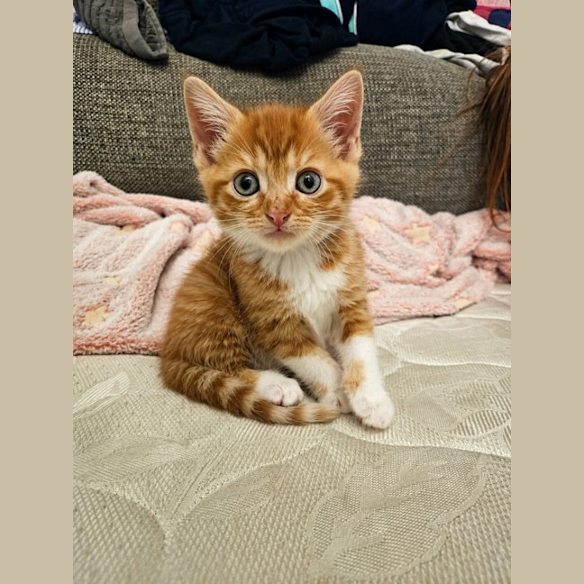 Photo of Dexter