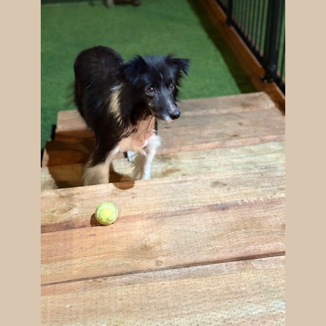 Photo of Harvey   7 Year Old Border Collie X Sheltie