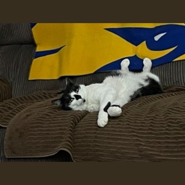 Photo of Snuggles