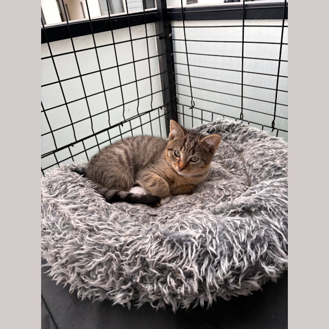 Photo of Riddler **2nd Chance Cat Rescue**