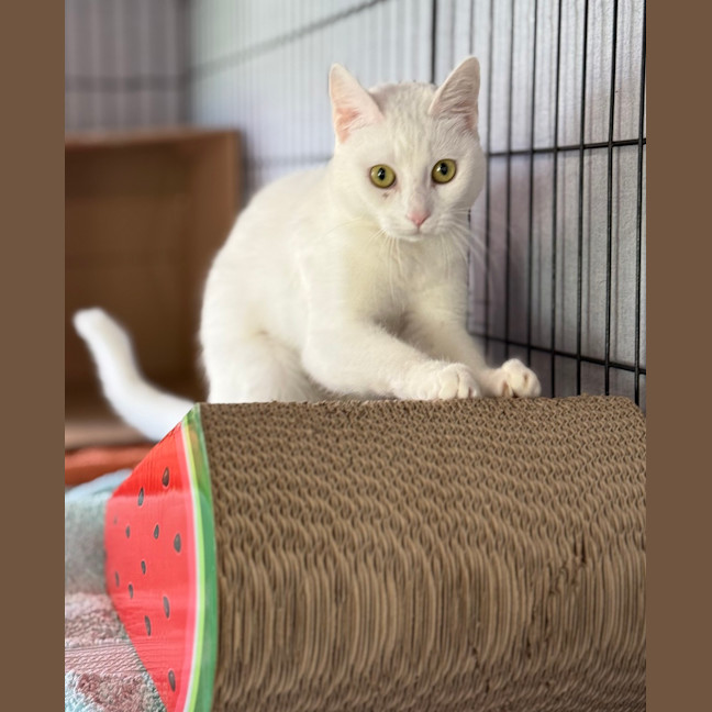 Photo of Snowflake