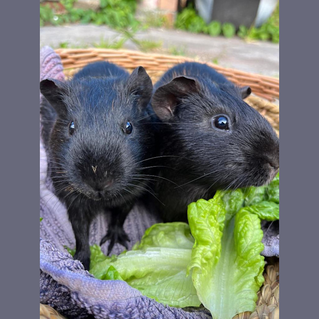 Photo of Dargan / Vincent And Dargan