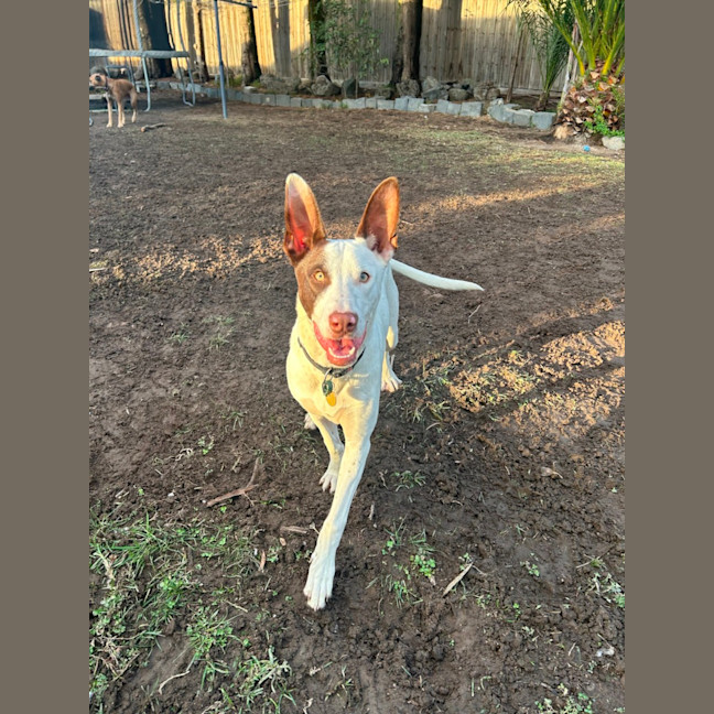 Photo of Thackery Earwicket