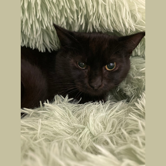 Photo of Pesto