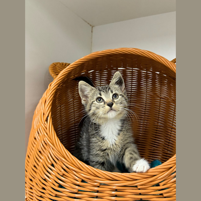 Photo of Hunter