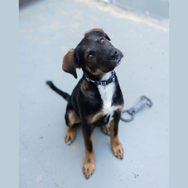 Photo of Chestnut