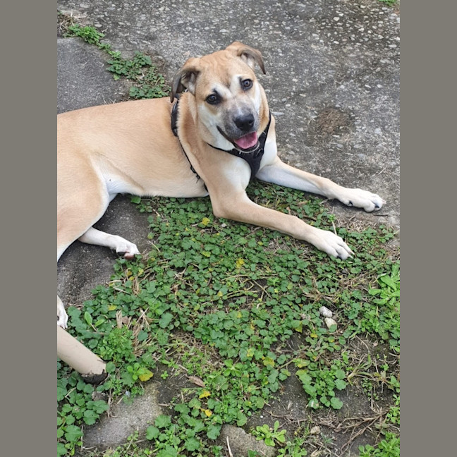 Photo of Mulan *$250 Adoption Fee*