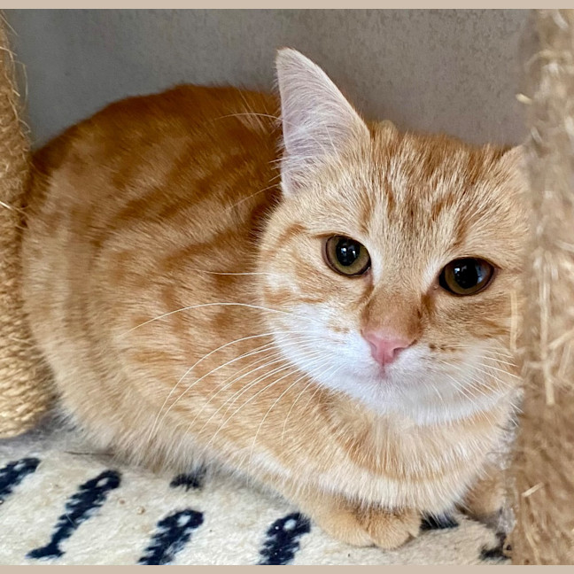 Photo of Geegee King