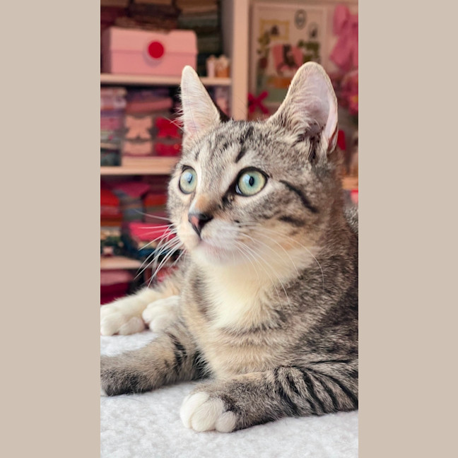Photo of Teddy