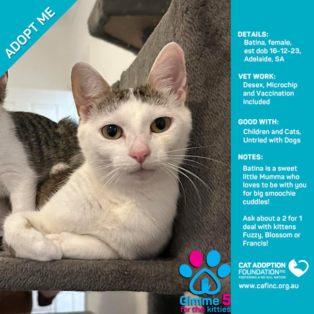 Photo of Batina Only $40 Limited Time!