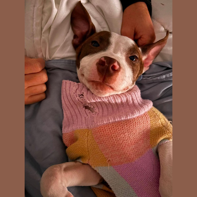 Photo of Josie   4 Month Old American Staffy X