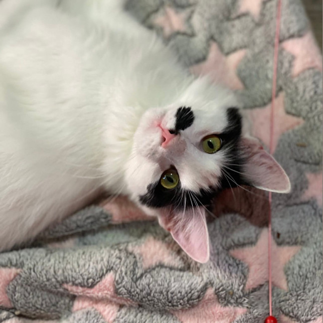 Photo of Kismet