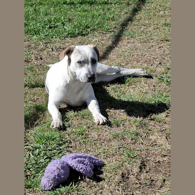 Photo of Luna