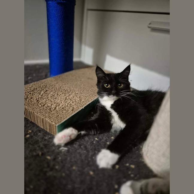 Photo of Oreo