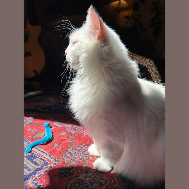 Photo of Little Dove 