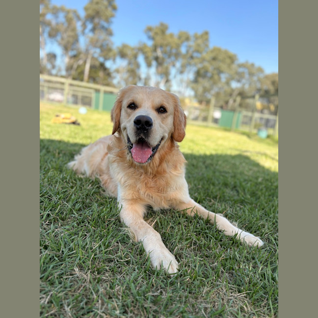 Photo of Nugget