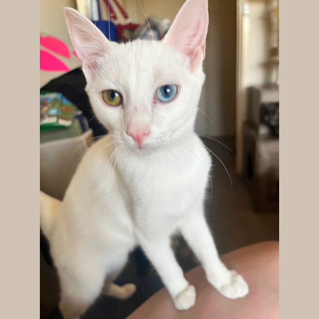 Photo of Snowy *9 Lives Project Rescue*