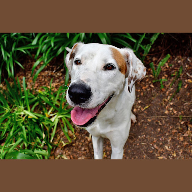 Photo of Marshmallow