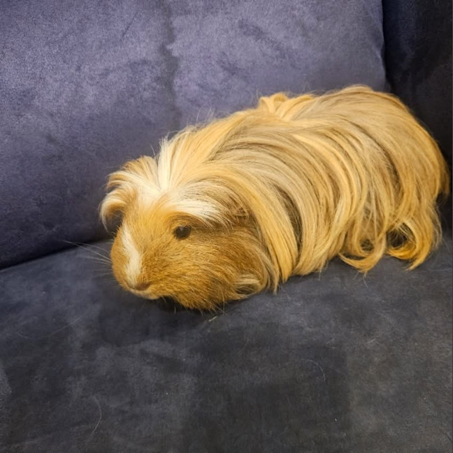 Photo of Blondie