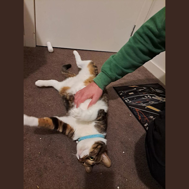 Photo of Poppet