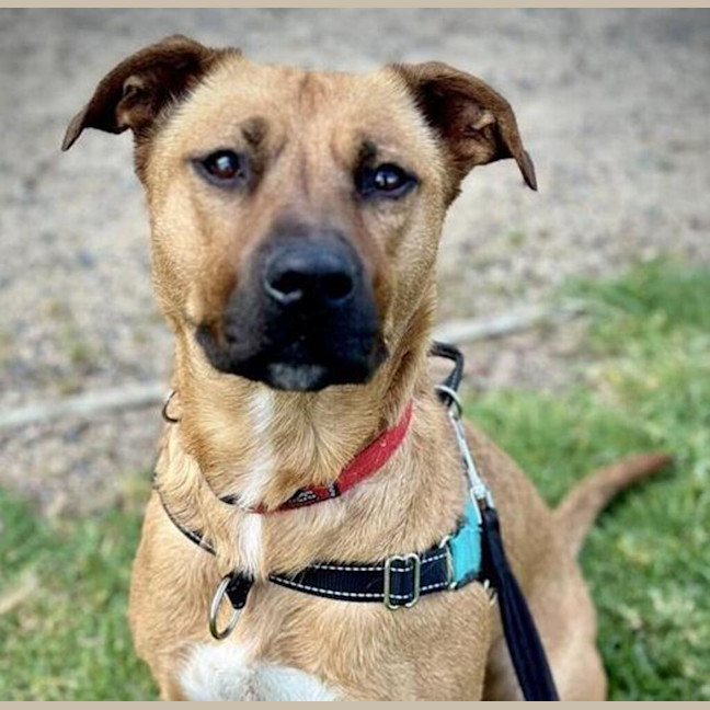 Photo of Nova