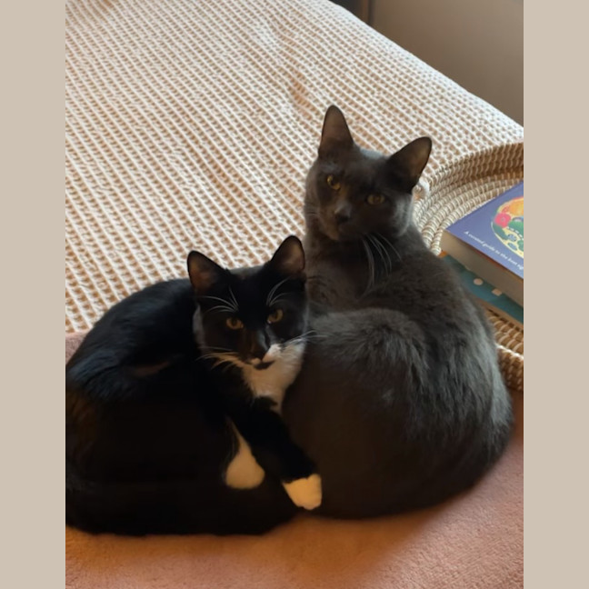 Photo of Tuxedo