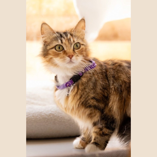 Photo of Tigress