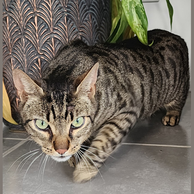 Photo of Mr Puss (Mischief)