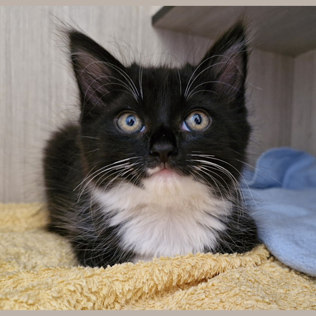 Photo of C1428 Astrid