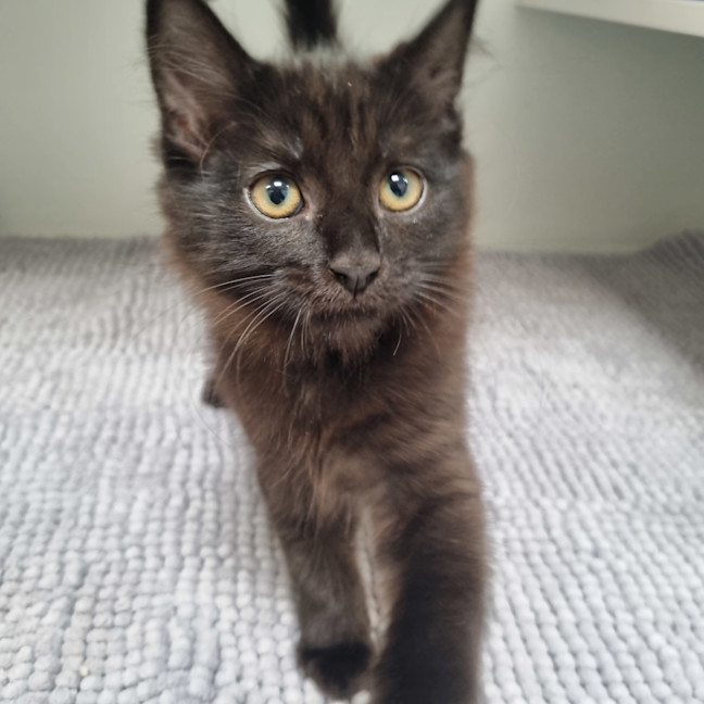 Photo of Winston