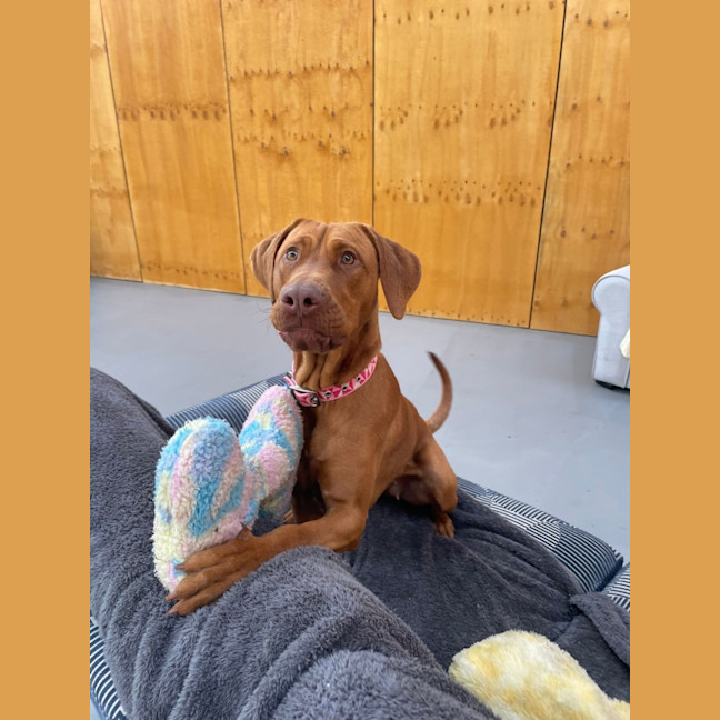 Photo of Cleo