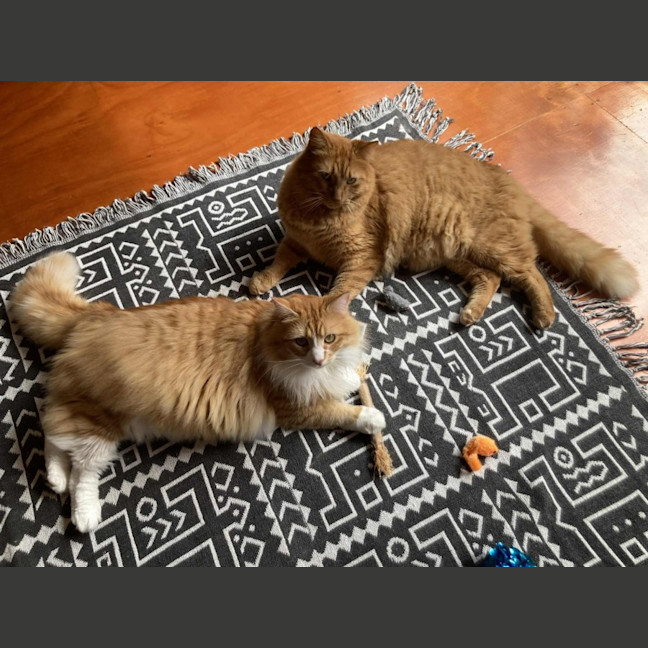 Photo of Harlow & Henry