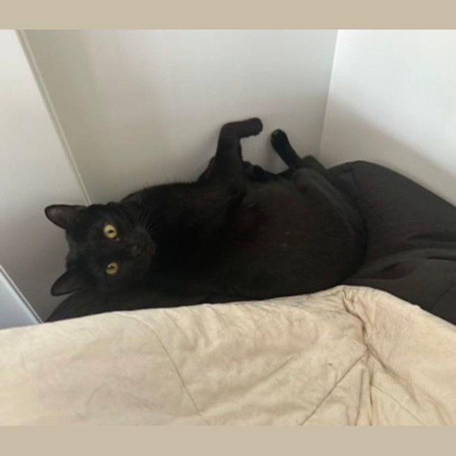 Photo of Bean