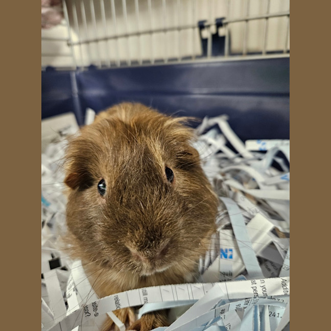 Photo of Rat