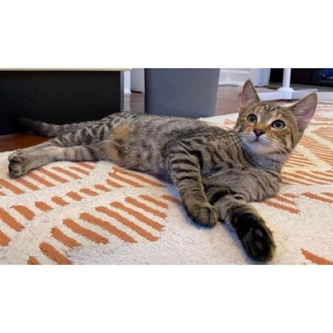 Photo of 11971   Oakley