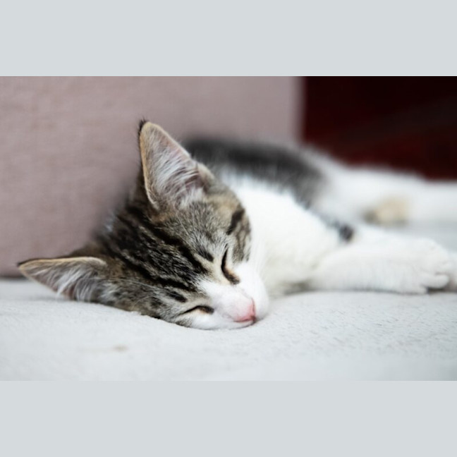 Photo of Waffles