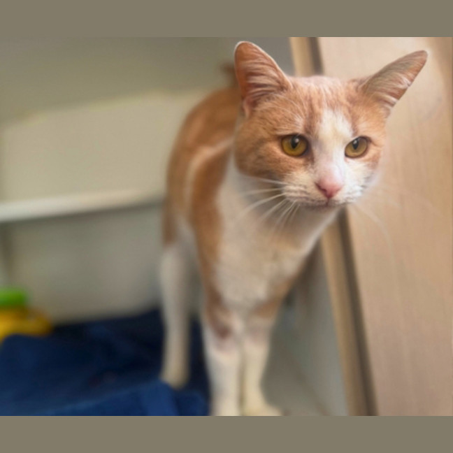 Photo of Luna