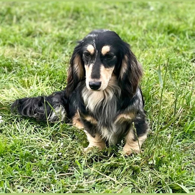Photo of Gertie & Tootsie