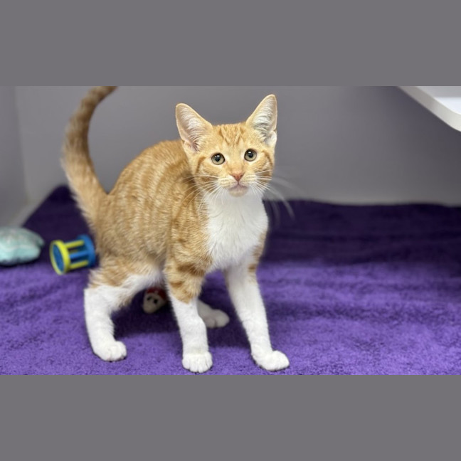Photo of Ginger
