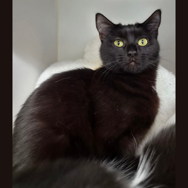 Photo of Pepper 