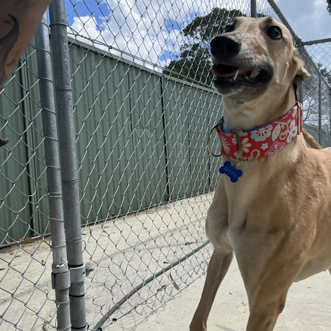Photo of Sakura The Greyhound