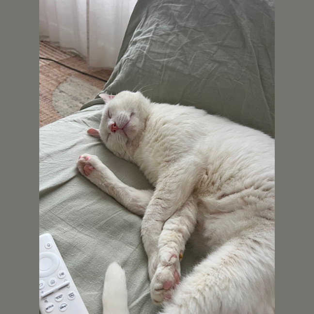 Photo of Falkor