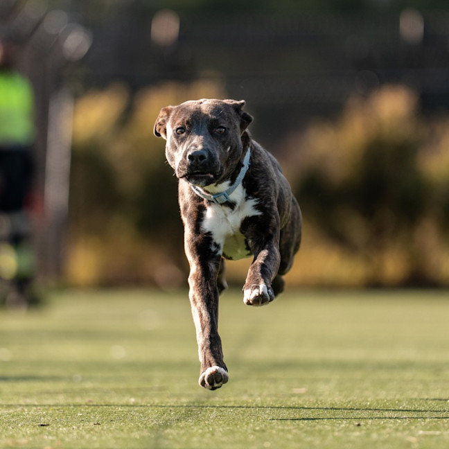 Photo of Wookie Imp 1545