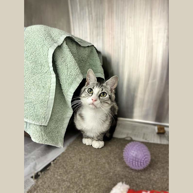 Photo of Chester