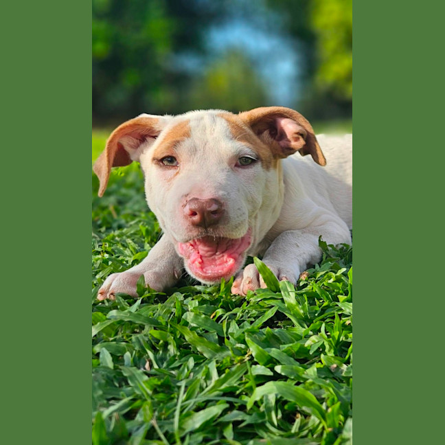 Photo of Domino