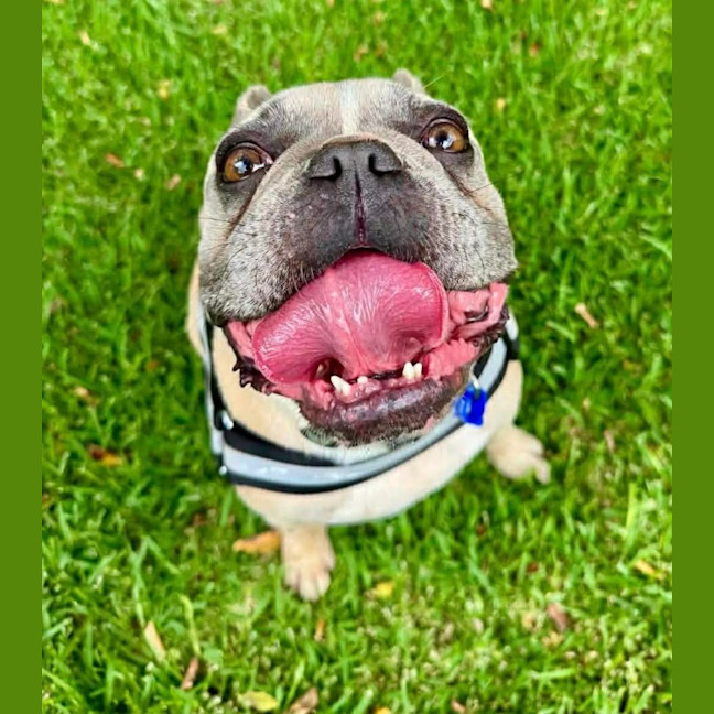 Photo of Boo   5 Year Old French Bulldog