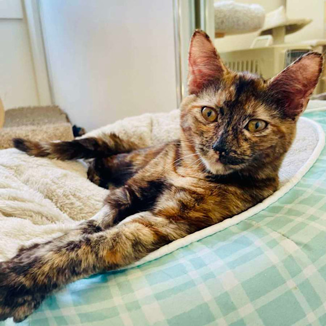 Photo of Maple   Located In Braybrook