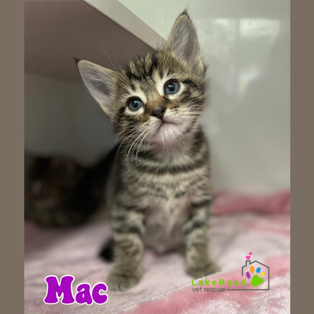 Photo of Mac