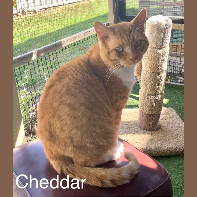Photo of Cheddar